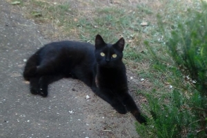 Kat, zwartje