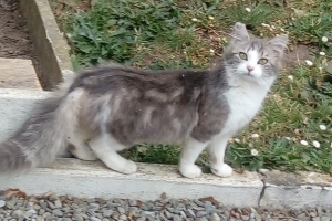 Pluisje