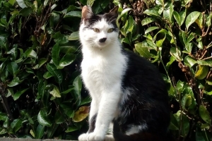 Kat